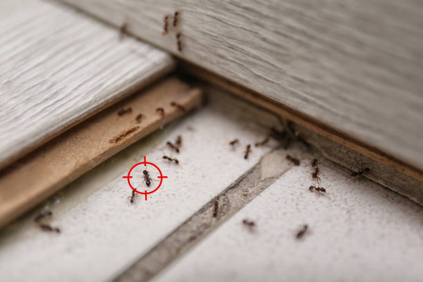 Best Pest Control for Homes  in Sandia Heights, NM