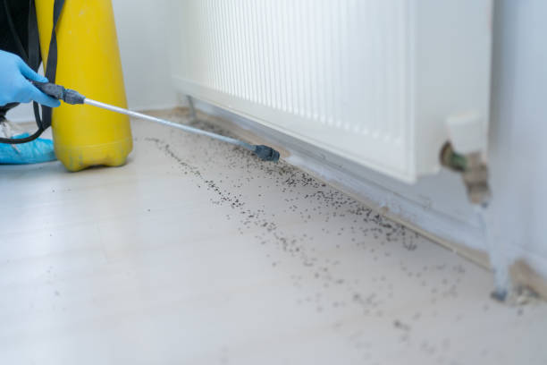 Best Bed Bug Extermination  in Sandia Heights, NM